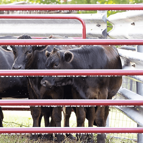 CountyLine 14 ft. x 52 in. 6-Bar Heavy-Duty Tube Gate, Red - Image 2